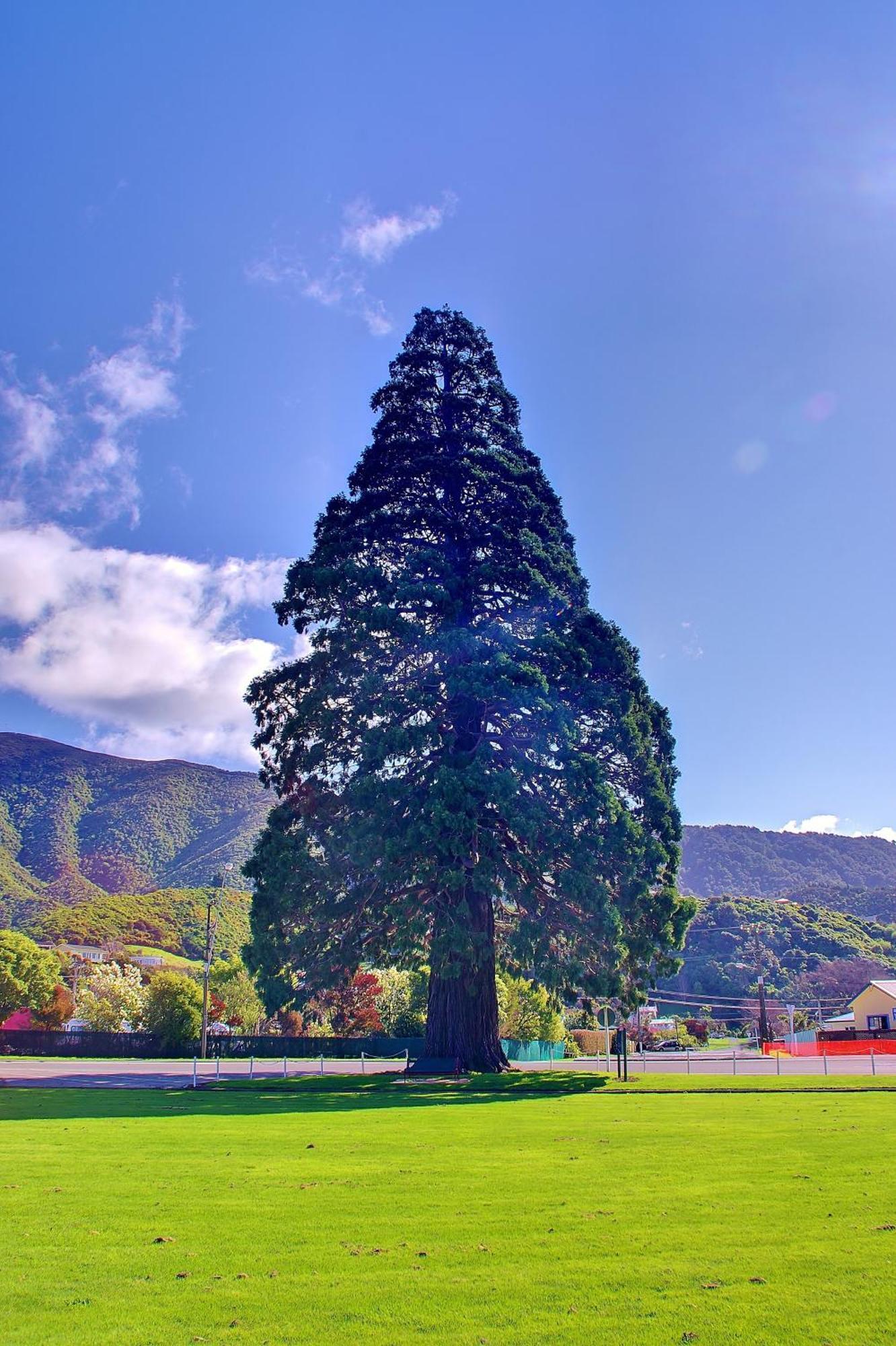 Sequoia Lodge Backpackers Picton Bagian luar foto